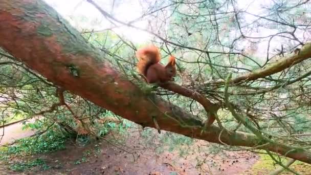 冬の公園のナッツの上の木のニブルにリス — ストック動画