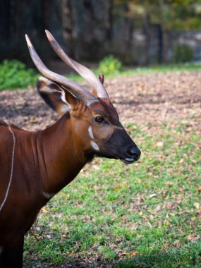  Portre bongo (Tragelaphus eurycerus) kıvrımlı boynuzlarıyla