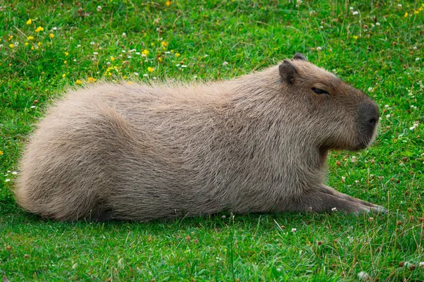Capybara Achtergrond Van Groen Gras — Stockfoto