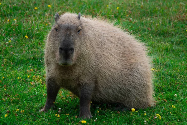 Capybara Bakgrund Grönt Gräs — Stockfoto