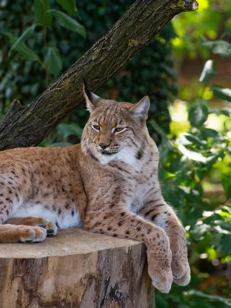 Portré Egy Felnőtt Férfi Kárpát Hiúz Lynx Lynx Carpaticus Egy — Stock Fotó