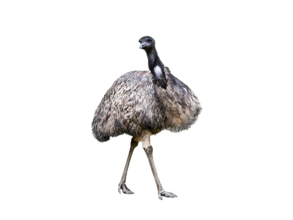 Emu Struisvogel Geïsoleerd Witte Achtergrond — Stockfoto