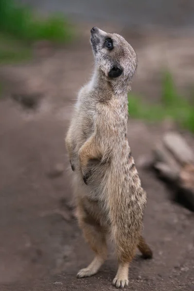 Meerkatは後ろ足に立って横を見ます — ストック写真