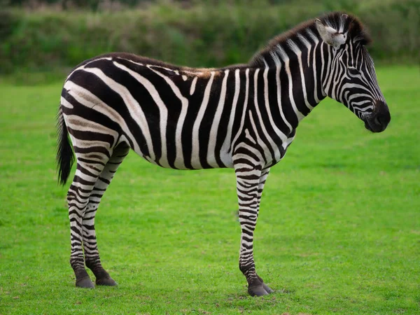 Zebra Stojící Zeleném Pozadí — Stock fotografie