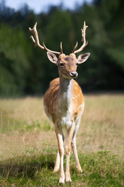 Spotted Deer Dama Dama Standing Edge Forest — Stock Photo, Image