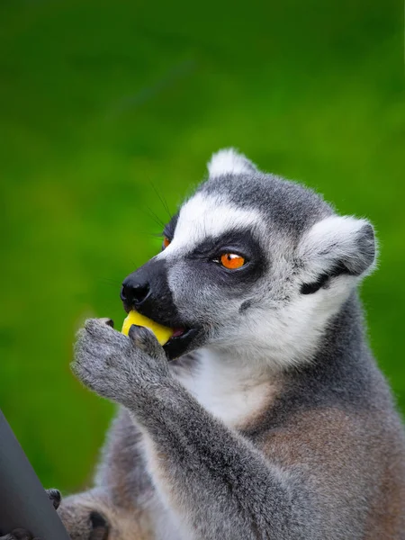 Lemur Comer Uma Maçã Fundo Verde — Fotografia de Stock