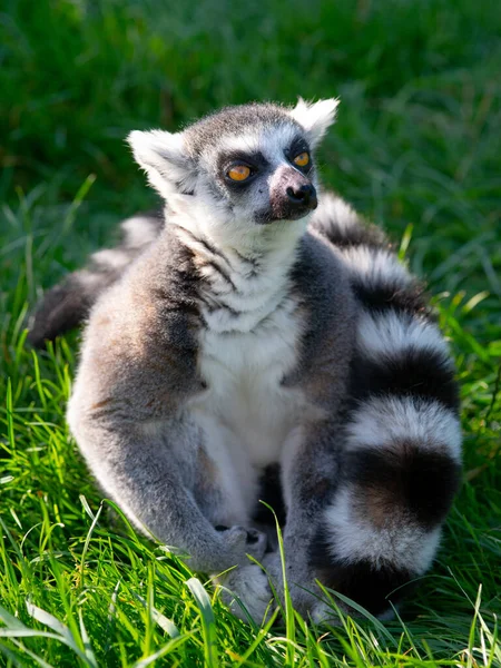 Porträt Eines Lemurs Auf Grünem Hintergrund — Stockfoto