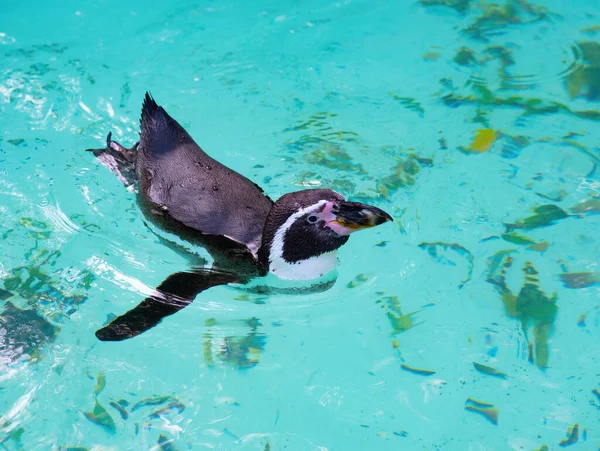 Pinguim Nada Água — Fotografia de Stock