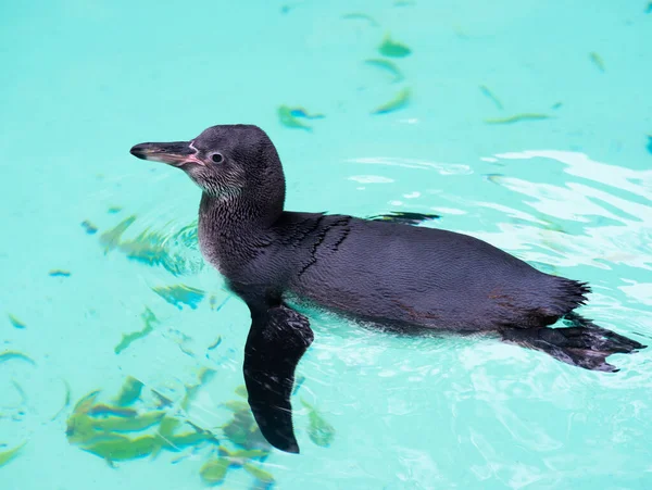 Pinguin Schwimmt Wasser — Stockfoto