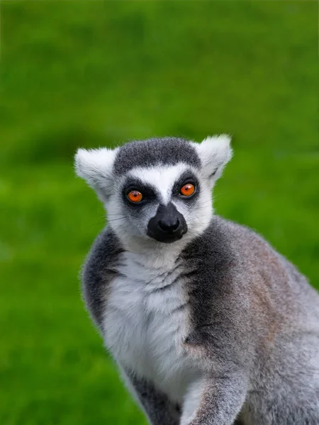 Porträt Eines Lemurs Auf Grünem Hintergrund Mit Ausdrucksstarken Augen — Stockfoto