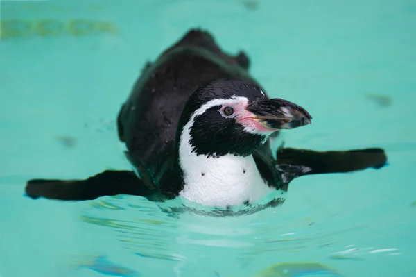 Pinguin Schwimmt Wasser — Stockfoto