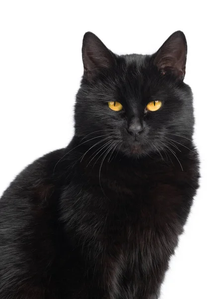 Portrét Černá Kočka Izolované Bílém Pozadí — Stock fotografie
