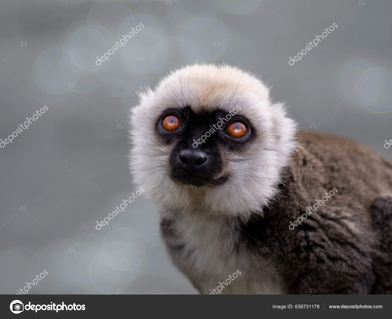 Портрет Белоголового Лемура Eulemur Albifrons Красивом Размытом.
