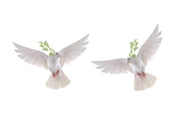 iki beyaz güvercin uçuyor beyaz bir zemin üzerinde zeytin dalı ile