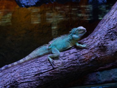 Asyalı su ejderhası ağaç dalında oturuyor.