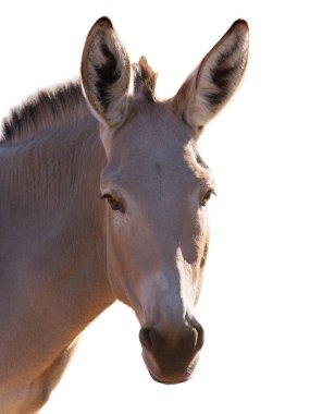 eşeğin portresi beyaz arkaplanda izole edildi