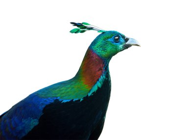 Beyaz arka planda erkek Himalaya veya Impeyan monalinin (Lophophorus impejanus) portresi izole edildi