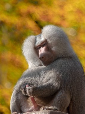 Hamadryas Baboon (Papio hamadryas) with erect penis