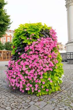 Şehir merkezinde çağlayan pembe petunyanın çiçek aranjmanı
