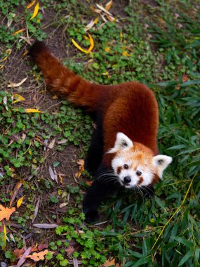 Kırmızı panda yeşil çimlerdeki kameraya bakıyor.