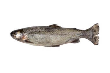 Küçük tatlı su balığı gökkuşağı alabalığı (Oncorhynchus mykiss). beyaz arkaplanda izole