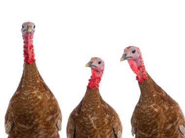 Beyaz arka planda izole edilmiş kahverengi hindi portreleri