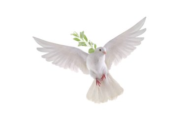 Beyaz bir arka planda uçmakta olan beyaz güvercin ve bir zeytin dalı