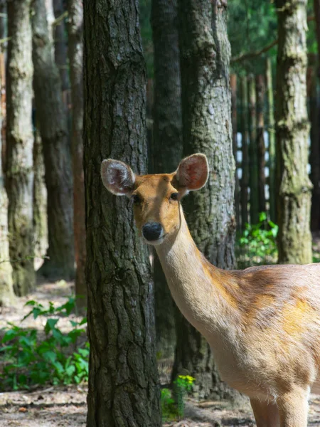 Retrato Cervo Fêmea Bonita Fundo Floresta — Fotografia de Stock