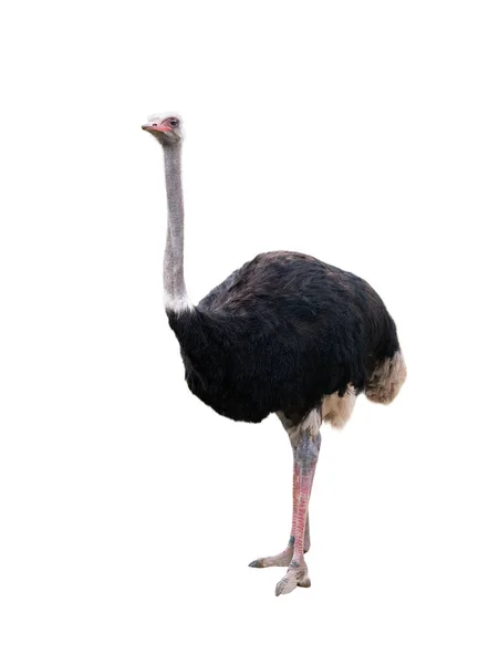 Emu Strauß Isoliert Auf Weißem Hintergrund — Stockfoto