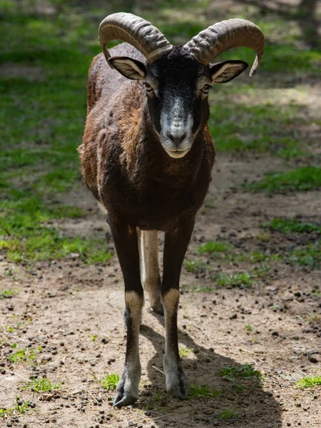 European Mouflon Ovis Orientalis Musimon Prachtig Primitief Schaap Met Lange — Stockfoto