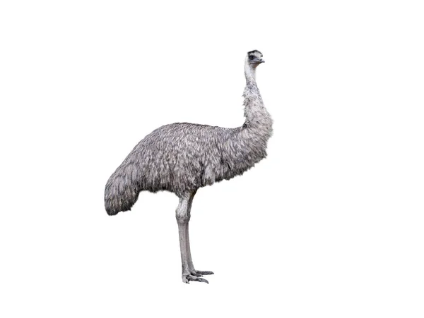 Emu Struzzo Isolato Sfondo Bianco — Foto Stock
