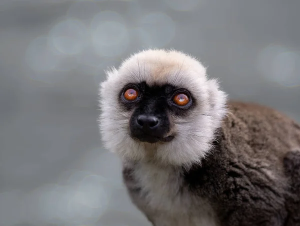 Retrato Cabeça Branca Lemur Eulemur Albifrons Belo Fundo Borrado — Fotografia de Stock