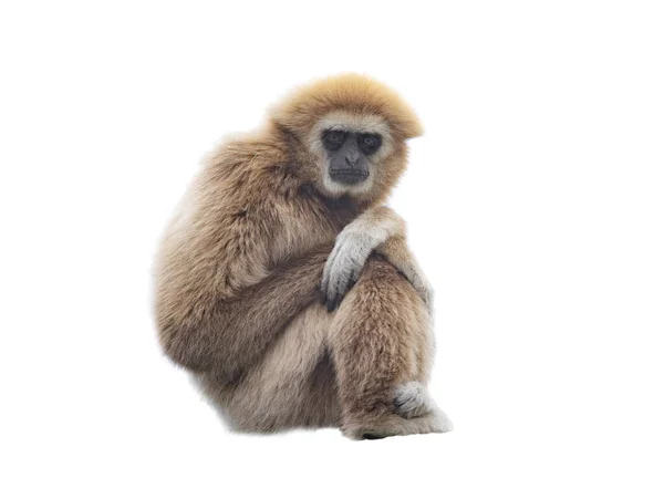 Lar Gibbon Απομονωμένο Λευκό Φόντο — Φωτογραφία Αρχείου