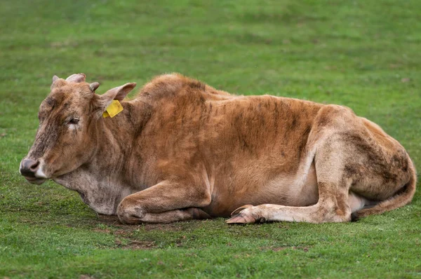 Vaca Deitada Grama Verde — Fotografia de Stock