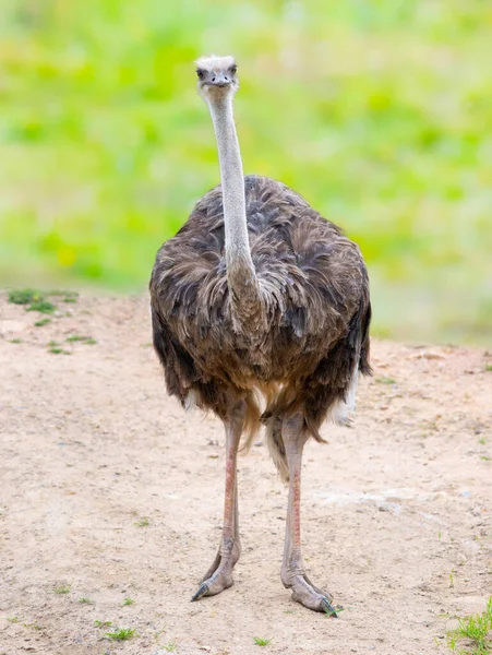 Struisvogel Een Groene Achtergrond — Stockfoto