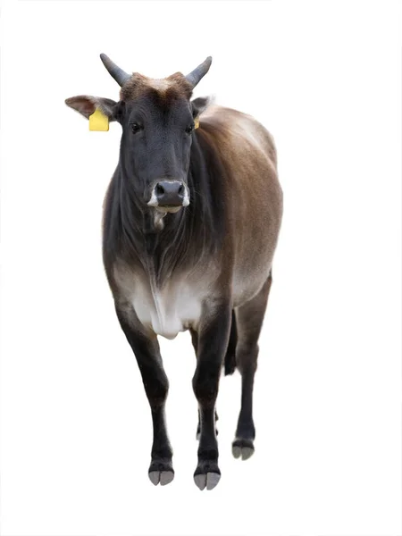 Vaca Com Rótulo Vacinação Isolado Sobre Fundo Branco — Fotografia de Stock