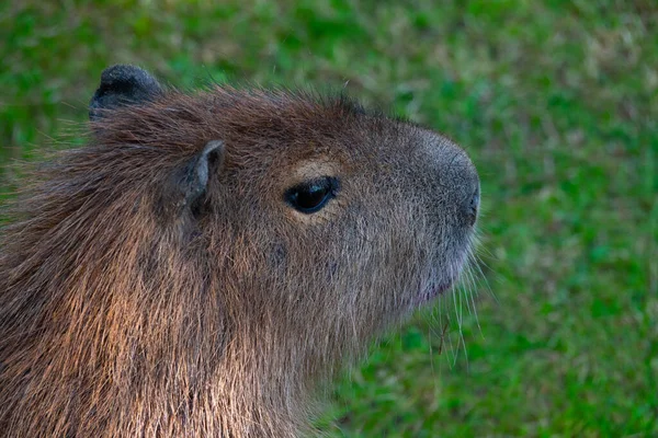 Porträtt Capybara Bakgrund Grönt Gräs — Stockfoto