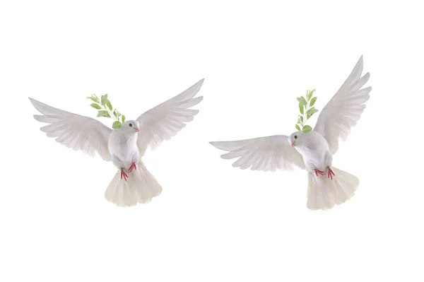 Iki Beyaz Güvercin Uçuyor Beyaz Bir Zemin Üzerinde Zeytin Dalı — Stok fotoğraf