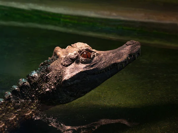 Smooth Fronted Caiman Laying Water — Stock Photo, Image