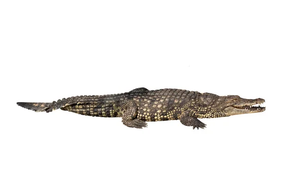 Crocodile Nile Isolé Sur Fond Blanc — Photo