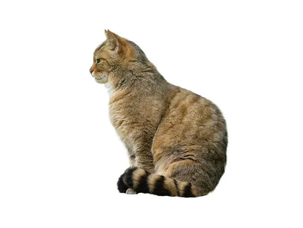 Europese Wilde Kat Felis Silvestris Geïsoleerd Witte Achtergrond — Stockfoto