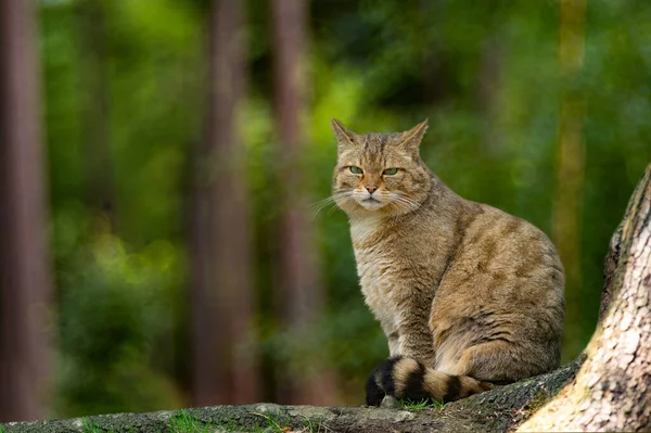European Wildcat Felis Silvestris Sitting Root Tree Forest — Stock Photo, Image