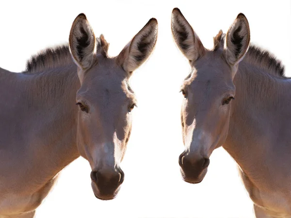 two donkey isolated on white background