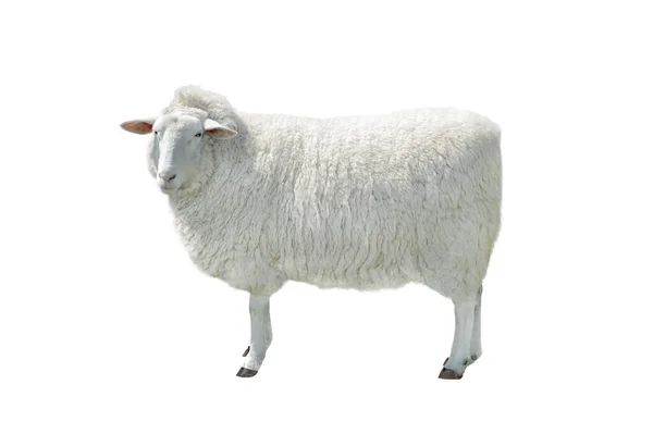 Big Beautiful Sheep Isolated White Background — Stock Photo, Image