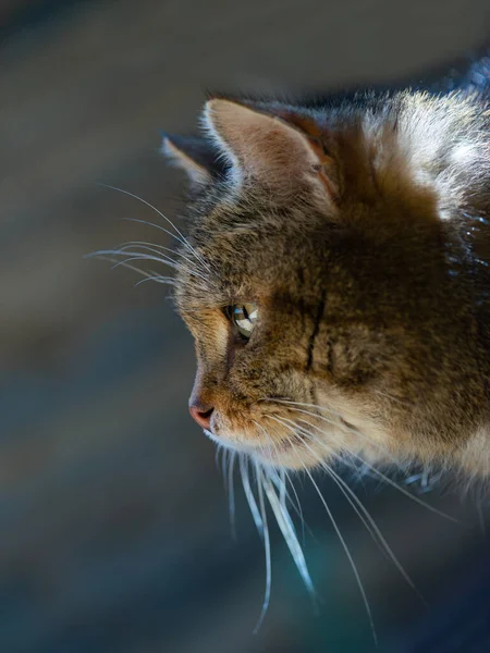Portrait European Wildcat Felis Silvestris — Stock Photo, Image