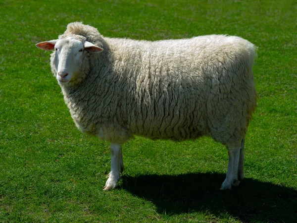 Yeşil Çimlerin Üzerinde Duran Büyük Güzel Koyunlar — Stok fotoğraf