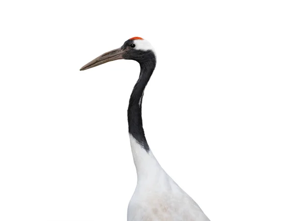 白い背景に隔離された赤い冠鶴 — ストック写真