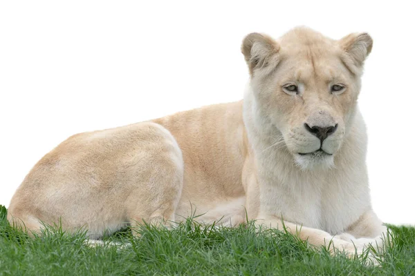 白狮躺在绿草上 与白色背景隔离 — 图库照片