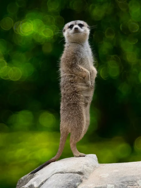 Meerkat Στέκεται Στα Πίσω Πόδια Του Ενάντια Ένα Πράσινο Φόντο — Φωτογραφία Αρχείου