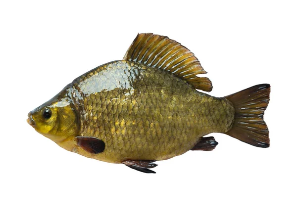 Złote Karaś Ryby Izolowane Białym Tle — Zdjęcie stockowe